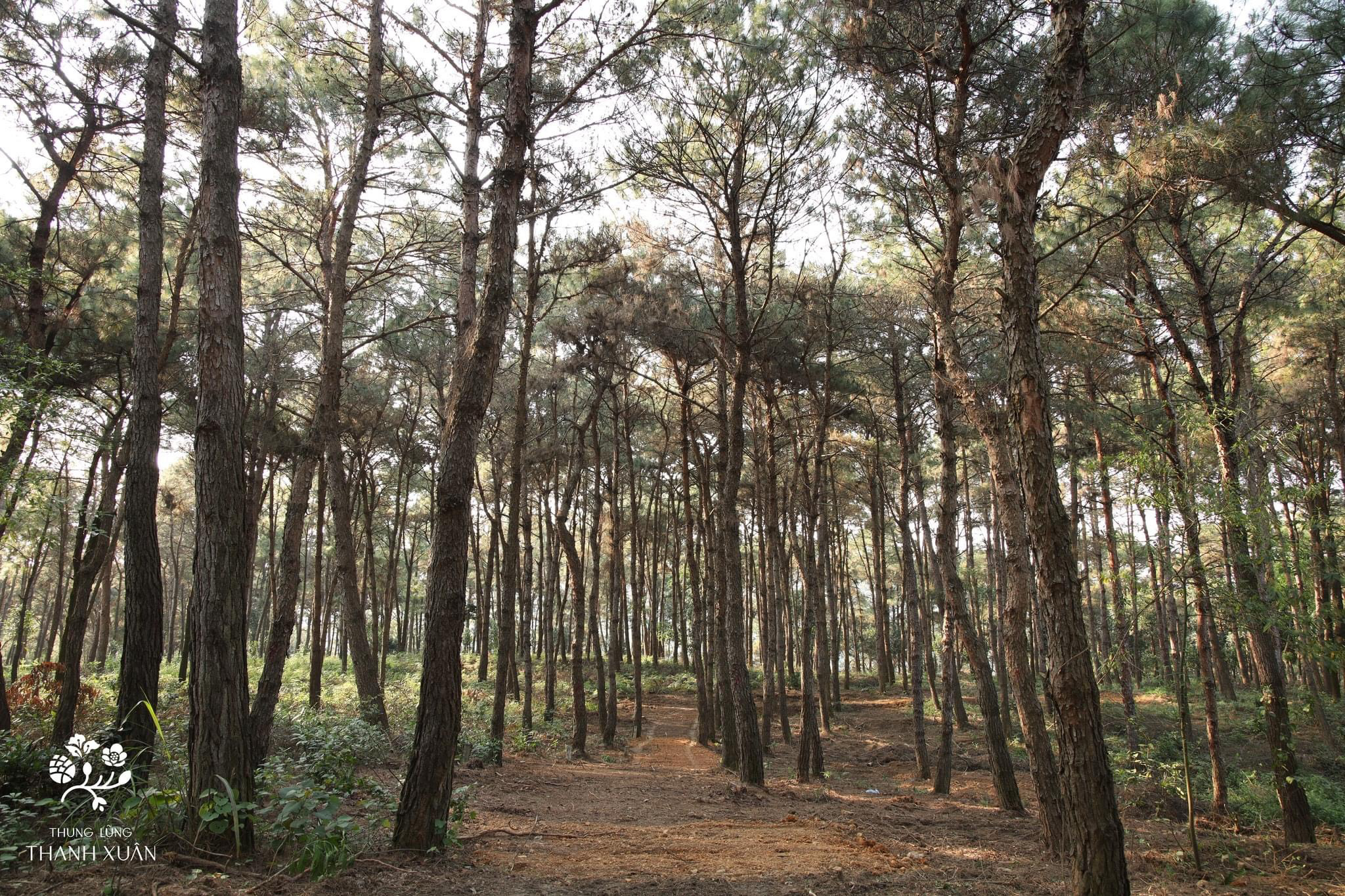 Thanh Xuân Valley 35 rừng cây